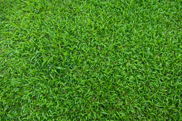 Groene Gras Textuur Voor Achtergrond Groene Gazon Patroon Textuur Achtergrond — Stockfoto