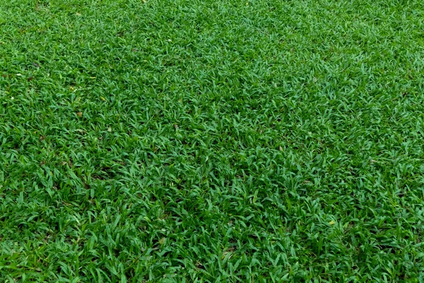 Latar Belakang Lapangan Rumput Hijau Pola Rumput Hijau Dan Tekstur — Stok Foto