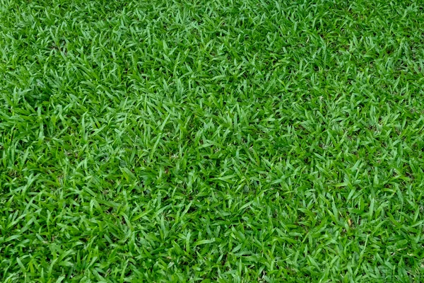 Textura Hierba Verde Para Fondo Patrón Césped Verde Fondo Textura —  Fotos de Stock