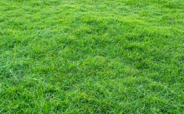 Hintergrund Der Grünen Wiese Muster Und Struktur Von Grünem Gras — Stockfoto