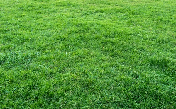 Latar Belakang Lapangan Rumput Hijau Pola Rumput Hijau Dan Tekstur — Stok Foto