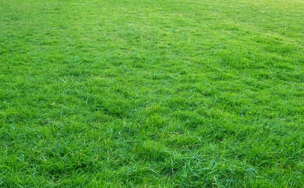 Latar Belakang Lapangan Rumput Hijau Pola Rumput Hijau Dan Tekstur — Stok Foto