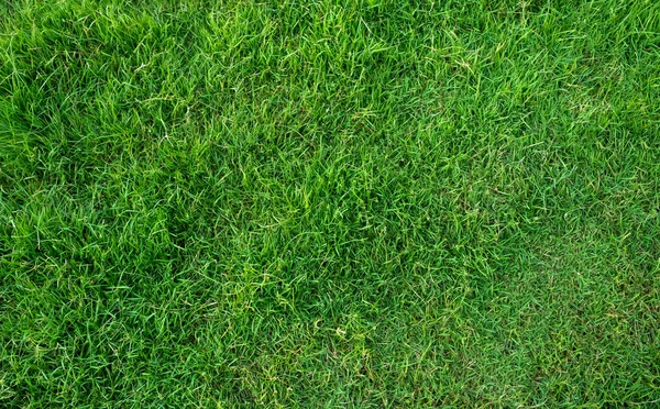 Grünes Gras Textur Für Hintergrund Grüner Rasen Muster Und Textur — Stockfoto
