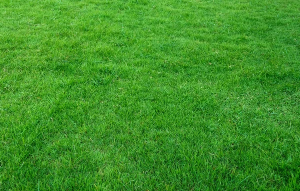 Hintergrund Der Grünen Wiese Muster Und Struktur Von Grünem Gras — Stockfoto