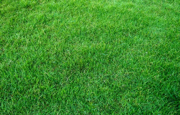 Latar Belakang Lapangan Rumput Hijau Pola Rumput Hijau Dan Tekstur — Stok Foto