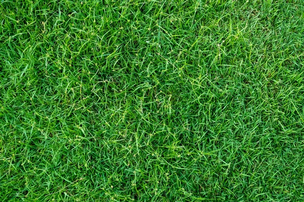 Tekstur Rumput Hijau Untuk Latar Belakang Pola Rumput Hijau Dan — Stok Foto