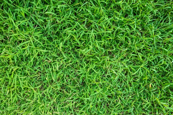 Tekstur Rumput Hijau Untuk Latar Belakang Pola Rumput Hijau Dan — Stok Foto