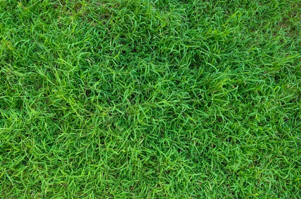 Tekstur Rumput Hijau Untuk Latar Belakang Pola Rumput Hijau Dan — Stok Foto