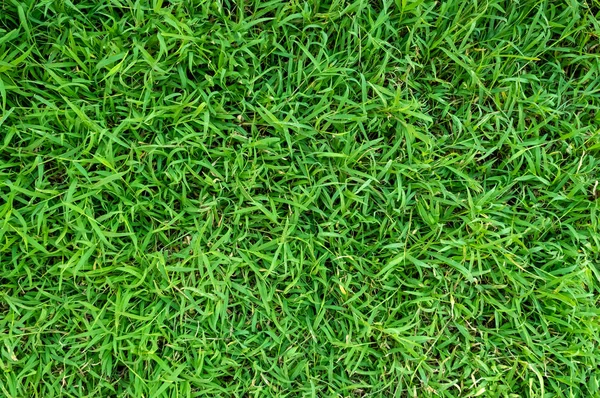 Tekstur Rumput Hijau Untuk Latar Belakang Pola Rumput Hijau Dan — Stok Foto