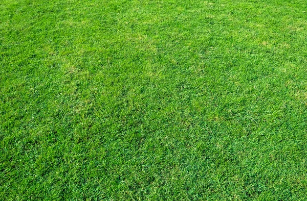 緑の芝生のフィールドの背景 緑の草のパターンやテクスチャ 緑の芝生の背景 — ストック写真