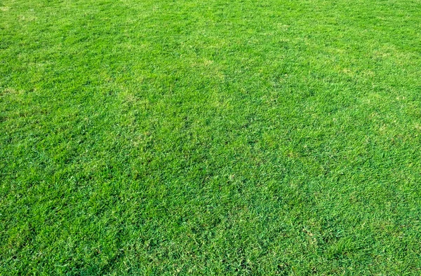 Background of green grass field. Green grass pattern and texture. Green lawn background.