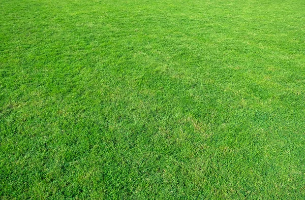 Achtergrond Van Groen Grasveld Groen Gras Patroon Textuur Groen Gazon — Stockfoto