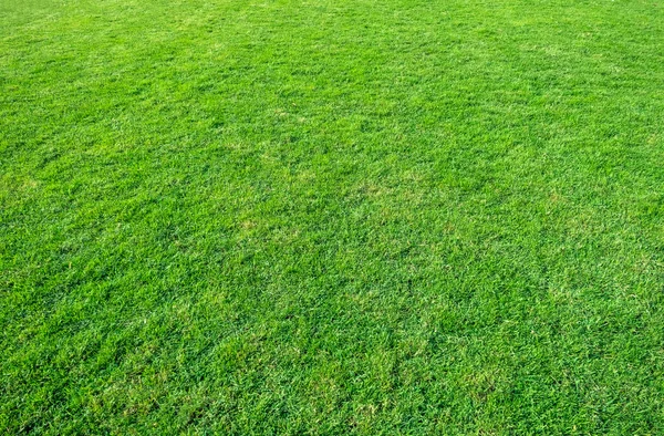 Background Green Grass Field Green Grass Pattern Texture Green Lawn — Stock Photo, Image