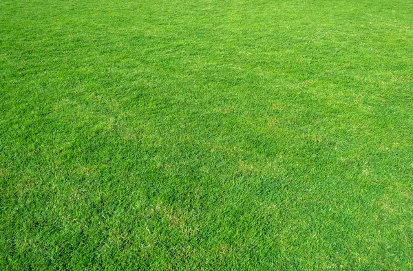 Background Green Grass Field Green Grass Pattern Texture Green Lawn — Stock Photo, Image