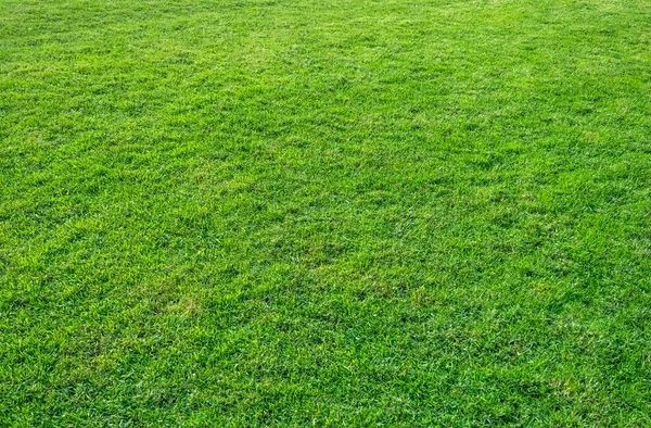 Achtergrond Van Groen Grasveld Groen Gras Patroon Textuur Groen Gazon — Stockfoto