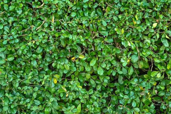 Зеленый Забор Листьев Стены Фона — стоковое фото