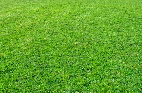 Sfondo Del Campo Erba Verde Modello Erba Verde Consistenza Prato — Foto Stock