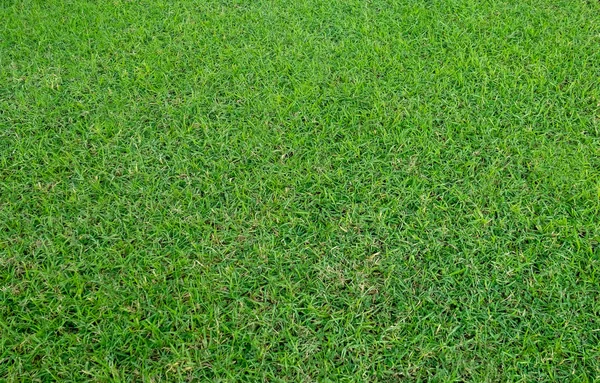 Achtergrond Van Groen Grasveld Groen Gras Patroon Textuur Groen Gazon — Stockfoto