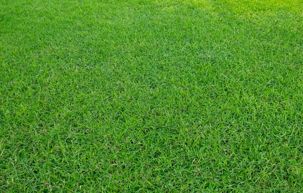 Yeşil Çim Alanın Arka Plan Yeşil Çim Desen Doku Yeşil — Stok fotoğraf