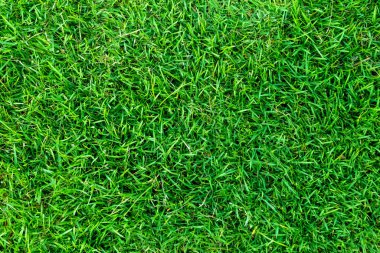 Arka plan için yeşil çimen dokusu. Yeşil çimen deseni ve doku arkaplanı. Yakın plan..