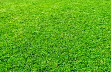 Yeşil çim alanın arka plan. Yeşil çim desen ve doku. Yeşil çim arka plan.