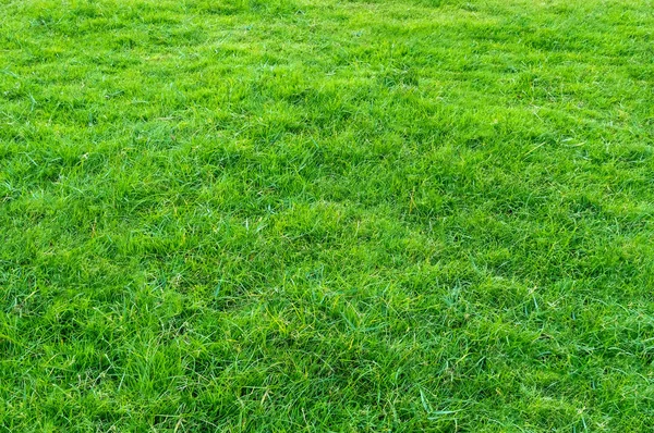 緑の芝生のフィールドの背景 緑の草のパターンやテクスチャ 緑の芝生の背景 — ストック写真