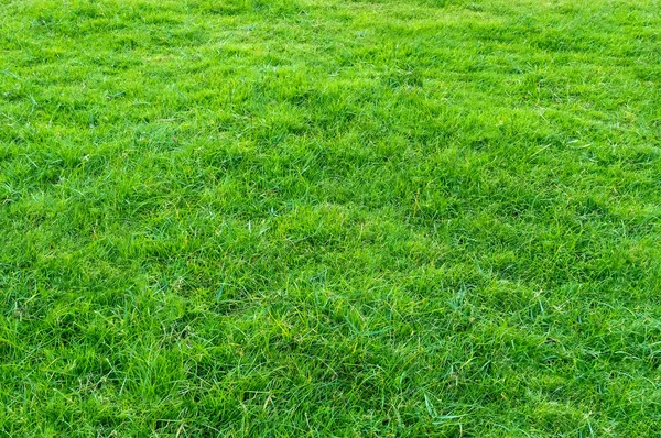 Background of green grass field. Green grass pattern and texture. Green lawn background.