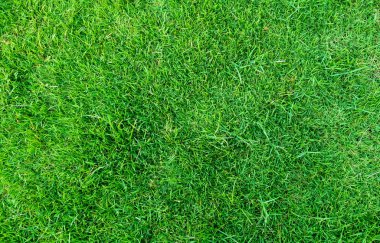 Arka plan için yeşil çimen dokusu. Yeşil çimen deseni ve doku arkaplanı. Resmi kapat..