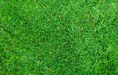 Arka plan için yeşil çimen dokusu. Yeşil çimen deseni ve doku arkaplanı. Resmi kapat..