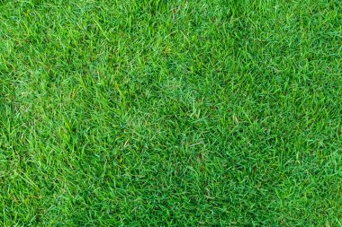 Arka plan için yeşil çimen dokusu. Yeşil çimen deseni ve doku arkaplanı. Resmi kapat..