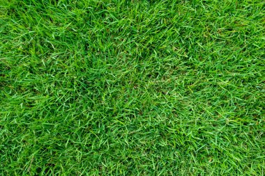 Arka plan için yeşil çimen dokusu. Yeşil çimen deseni ve doku arkaplanı. Resmi kapat..