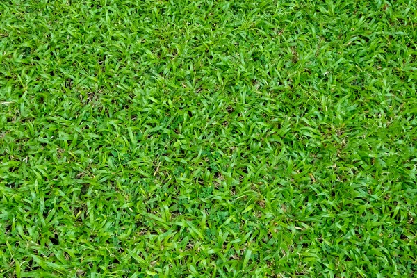 Textura Hierba Verde Para Fondo Patrón Césped Verde Fondo Textura — Foto de Stock