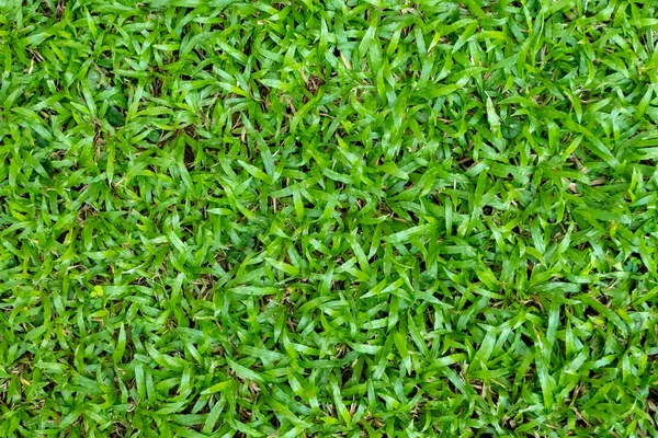 Tekstur Rumput Hijau Untuk Latar Belakang Pola Rumput Hijau Dan — Stok Foto