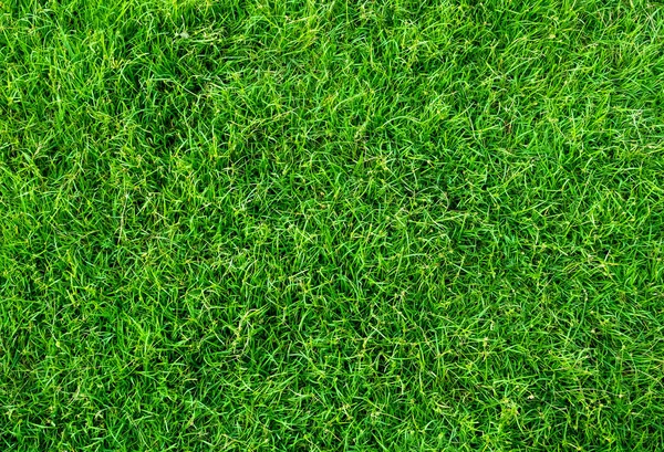 Green Grass Texture Background Green Lawn Pattern Texture Background Close — Stock Photo, Image