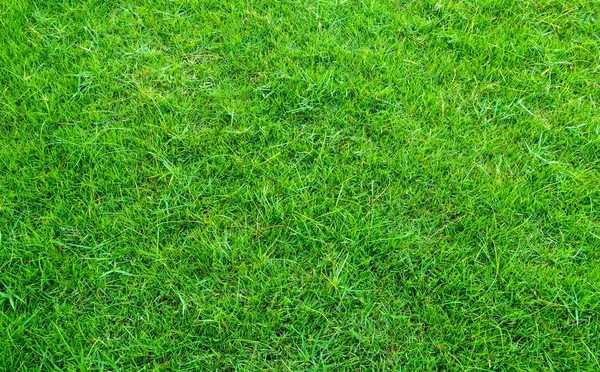Background of green grass field. Green grass pattern and texture. Green lawn background.