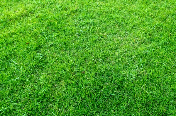 Background of green grass field. Green grass pattern and texture. Green lawn background.