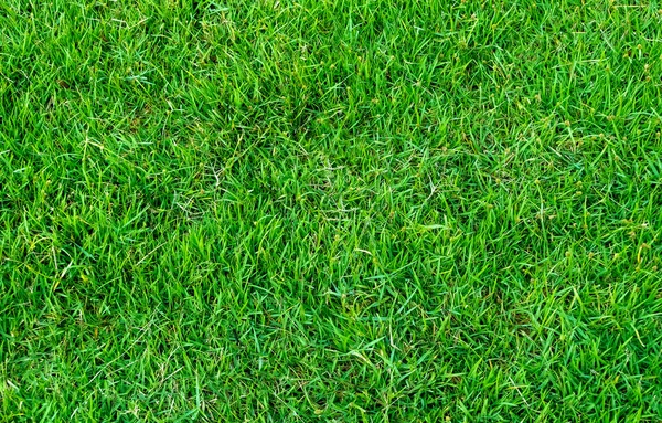 Tekstur Rumput Hijau Untuk Latar Belakang Pola Rumput Hijau Dan — Stok Foto