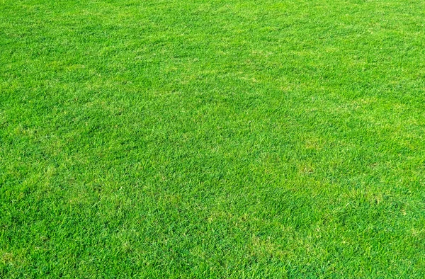 Background of green grass field. Green grass pattern and texture. Green lawn background.