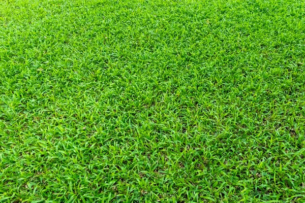 Tekstur Rumput Hijau Untuk Latar Belakang Pola Rumput Hijau Dan — Stok Foto