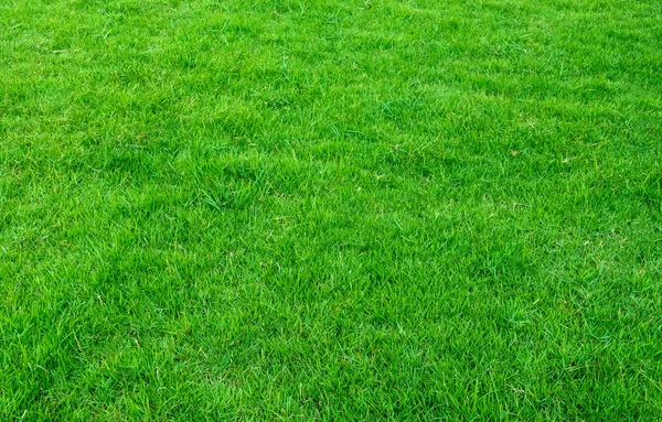 Hintergrund Der Grünen Wiese Muster Und Struktur Von Grünem Gras — Stockfoto