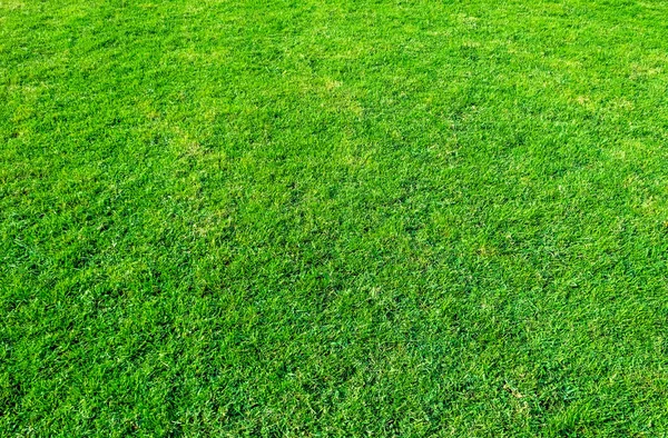 Background of green grass field. Green grass pattern and texture. Green lawn background.