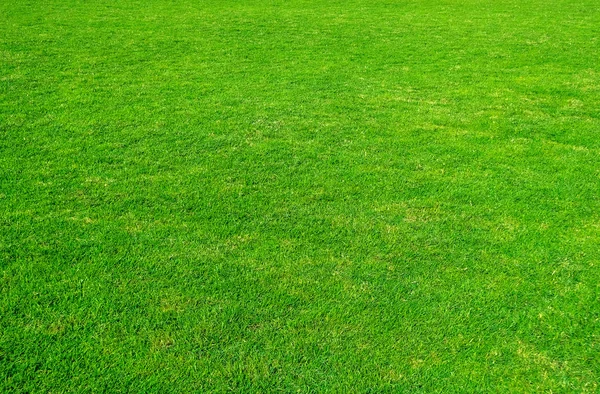 Yeşil çim alanın arka plan. Yeşil çim desen ve doku. Yeşil çim arka plan.