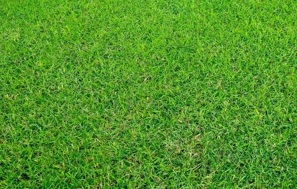 背景の緑の草の質感 緑の芝生のパターンとテクスチャの背景 — ストック写真
