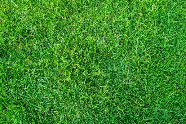 Green Grass Texture Background Green Lawn Pattern Texture Background Close Royalty Free Stock Photos