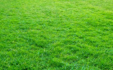 Yeşil çim alanın arka plan. Yeşil çim desen ve doku. Yeşil çim arka plan.