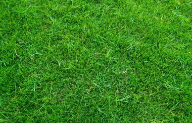 Arka plan için yeşil çimen dokusu. Yeşil çimen deseni ve doku arkaplanı. Resmi kapat..