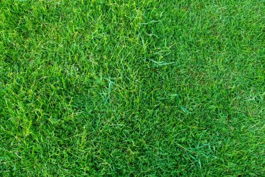 Arka plan için yeşil çimen dokusu. Yeşil çimen deseni ve doku arkaplanı. Resmi kapat..