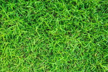 Arka plan için yeşil çimen dokusu. Yeşil çimen deseni ve doku arkaplanı. Resmi kapat..