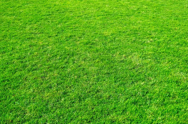 Background of green grass field. Green grass pattern and texture. Green lawn background.