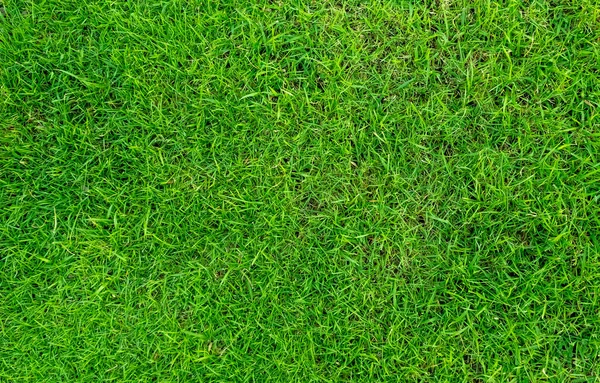 Zielona Konsystencja Trawy Tło Zielony Wzór Trawnika Tło Tekstury Obraz — Zdjęcie stockowe